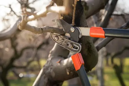 Tree Pruning